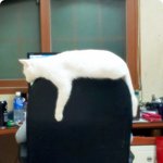 냥이 <b>야매</b>미용 도전기