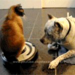 난 청소하는데 넌 앉아서 놀고있냐?.<b>gif</b>