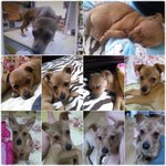 <b>일산</b>에서 잃어버린 갈색 믹스견 여아를 찾습니다.