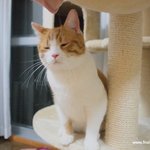 요일별 직장인 표정 유대리편(유봉이네판)