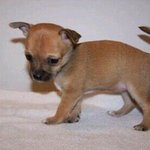 곧 첫번째 생일을 맞는 치와와 성장기 :)!