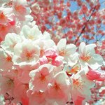 <b>봄봄</b>봄봄봄이왔네요~ㅎㅎㅎ