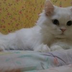 페르시안화이트......일까?