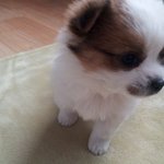 우리집 <b>똘똘이</b>는 똥강아지에요 ㅋㅋㅋ :-)