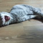 [폴드냥] 먼지출동! 감사합니다야옹~*