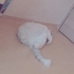 안녕하세요. 개고양 최<b>도봉</b>입니다.