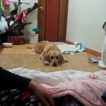 골든리트리버 <b>순금</b>