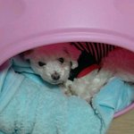 말티즈/여/은평구 아이를 찾습니다~