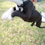 살인미소 강아지랑 무섭게 생겼지만 착한 아저씨~