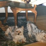 @혹시, 이 아이들을 아시나요?  (안산 사시는 분 필독) 부탁해요...