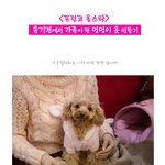 [귀<b>염주</b>의] 프런코 올스타 강아지 옷 만들기