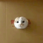 초절정 음란마귀가 왓다 .<b>gif</b>