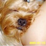 노처녀 요크셔와 아가 말티즈의 위험한(?) 동거