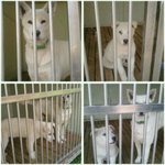 <b>백구</b> 모자를 도와주세요~(임보처급구)