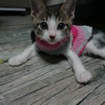 [냥판] 인형같은 아리 포토 타임