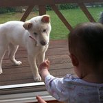 [가비두비24탄] 사람인지 개인지 헷갈리는 똥꼬발랄우리집멍멍2들을...