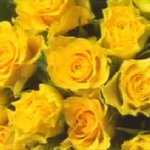 1. 왜 창조인가? (김명현 박사님)