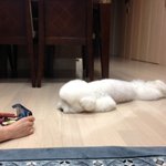 머리가 큰  <b>비숑</b> 미호~ (추가염)