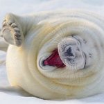 웃는 모습이 귀여운 <b>동물</b> 모음