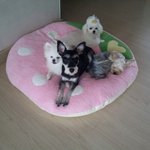 [t남매]2남4녀 해피하우스~