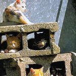 길지만빵터지는미친사진5ㅋㅋㅋㅋㅋㅋㅋㅋㅋㅋㅋㅋㅋㅋㅋㅋㅋ