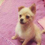 강아지를찾습니다ㅜㅜㅜㅜㅡ