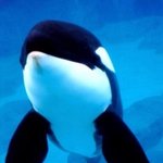 심심해서 써보는 1, <바다의 왕 범고래>