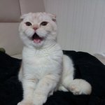 냥냥 !! 진고랑 크림이미용기~