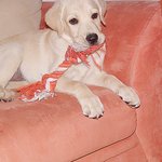 !  사랑스러운 래브라도 리트리버 <b>디노</b>가 왔어요 (스압주의!!)