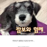 슈나우저 분해<b>스킬</b>