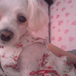 달콤<b>살벌</b>흰둥이