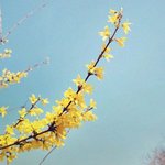 벚꽃만큼 이쁜 개나리의 매력 :))