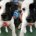 양념<b>반</b> 후라이드<b>반</b>? (x)!! 흰<b>반</b> <b>검반</b>! 여울이를 소개합니다~