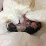 *내용추가 *(급) <b>탯줄</b>도 안떨어진 새끼고양이를 델꾸왔어요