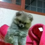 (스압주의)두마리 <b>포메</b>와 소소한 일상 3탄