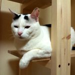 [냥판] <b>대두</b>김용배의 나는 시간여행자