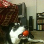 중형<b>견이</b>라고 속아서(?) 데리고온 대형견