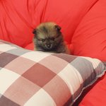 [성장기] 포메라니안을 아시나요 (스압주의)