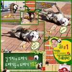 캠페인! 아름다운대한민국 신나개캠페인 <b>with</b> 이웅종&amp;땡칠이 #1