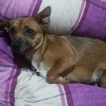 진돗개+<b>웰시</b>코기 믹스견..