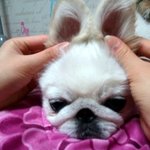 ~~아가<b>바니</b>똥꼬<b>바니</b>~~