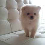 [t남매]크림 포메라니안 다섯째 <b>티티</b>(titti) 의 애교