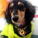 닥스훈트 <b>장모</b> 러시 기억하세요?ㅎㅎ