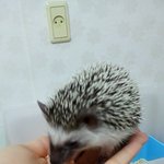 *도치판* 순둥이 애기도치 짱구입니다!