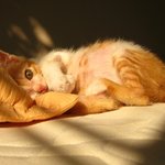 이 고양이 <b>종류</b>좀 알려주실수 있을까요?
