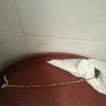 강아지 응꼬에서 길이 30~40cm 이상한게 나왔어요!!