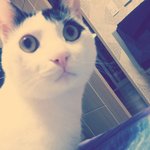 <b>품종묘</b>에게 밀리지않는다! 우리 이쁜 칠칠이를 소개합니다^^