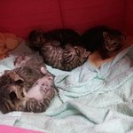 (애묘톡) 분양을 앞 둔 집사의 발악~ ,~