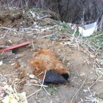 고대동물.<b>미지</b>동물,불가사리? 구제역에 실체;;-_-;;