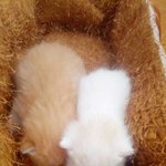 [인절미] 새 식구가 왔습니다.